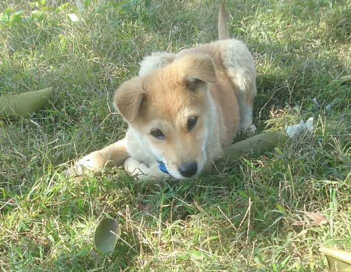 柴犬母