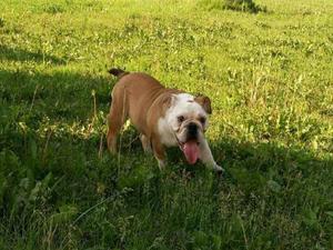 英国斗牛犬母 英国斗牛犬母