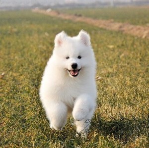 萨摩耶犬母 萨摩耶犬母